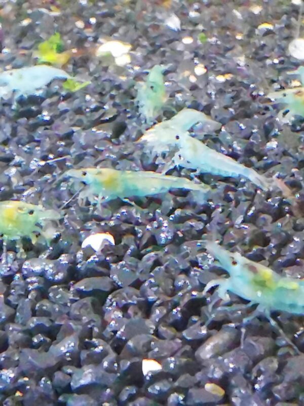 BLUE PEARL  / BLUE JELLY - 1.5-2.0 CM